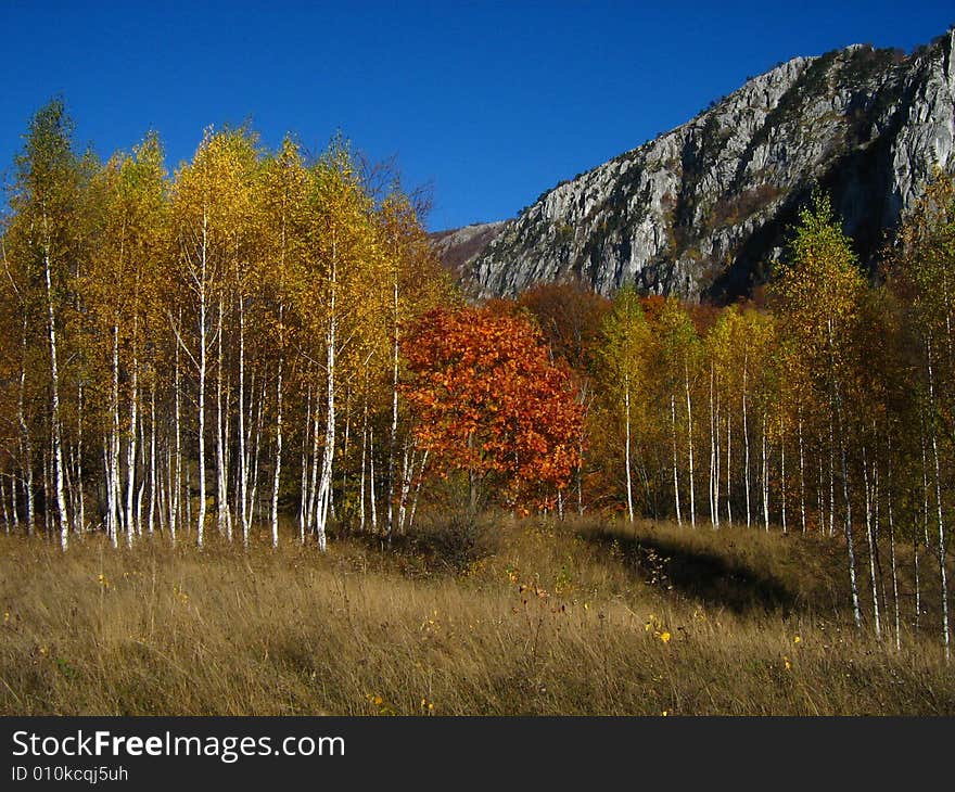 Autumn birches