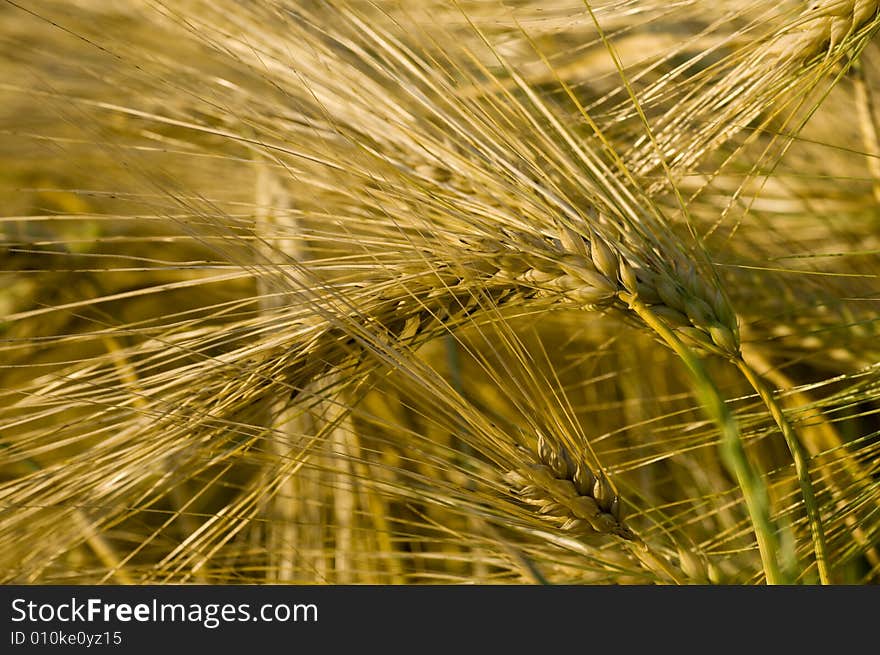 Ripe wheat ears in the field