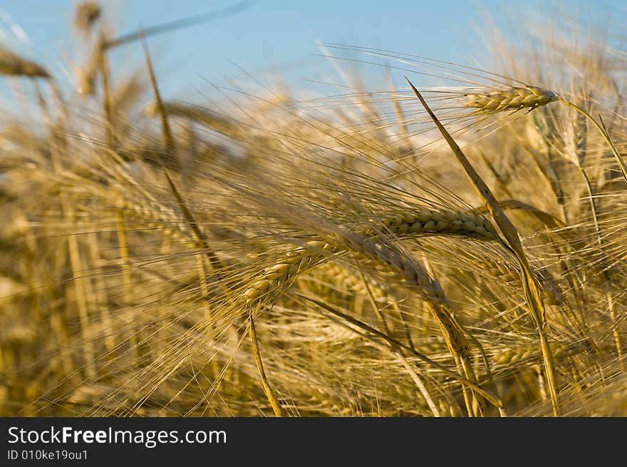 Ripe wheat ears in the field