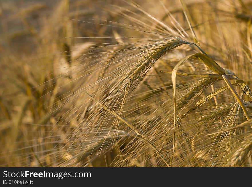 Ripe wheat ears in the field