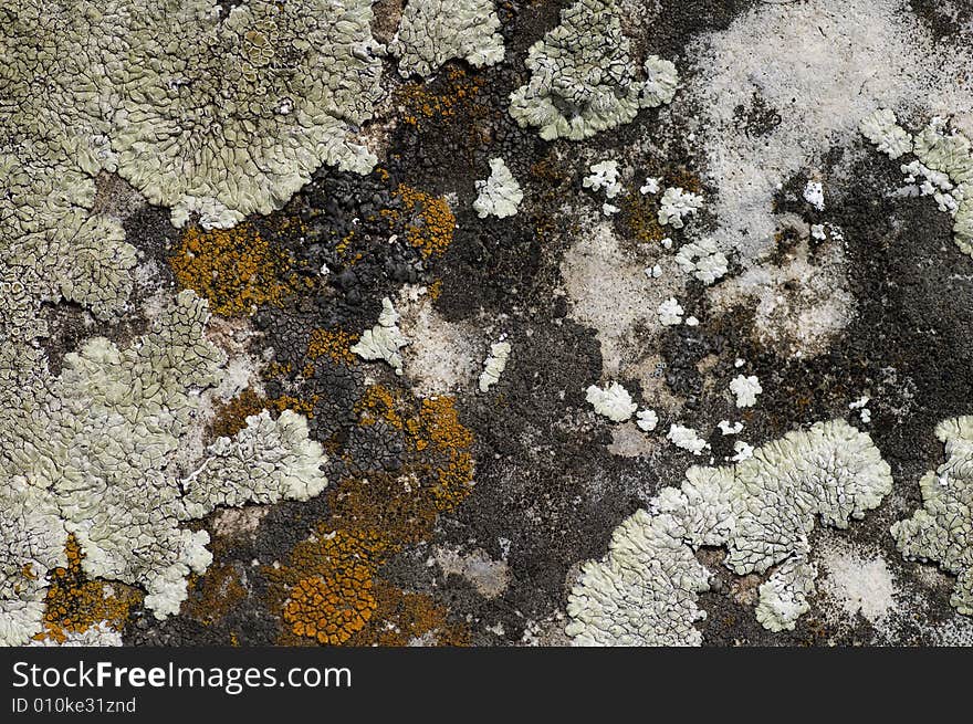 Lichen of different colors on the stone. Lichen of different colors on the stone