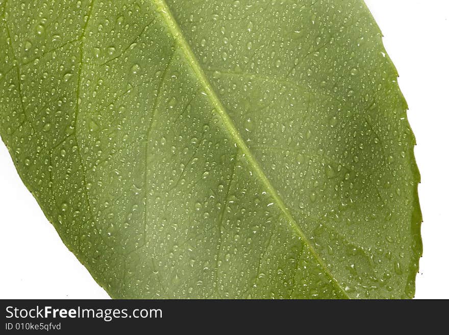 A green leaf whit drops of water