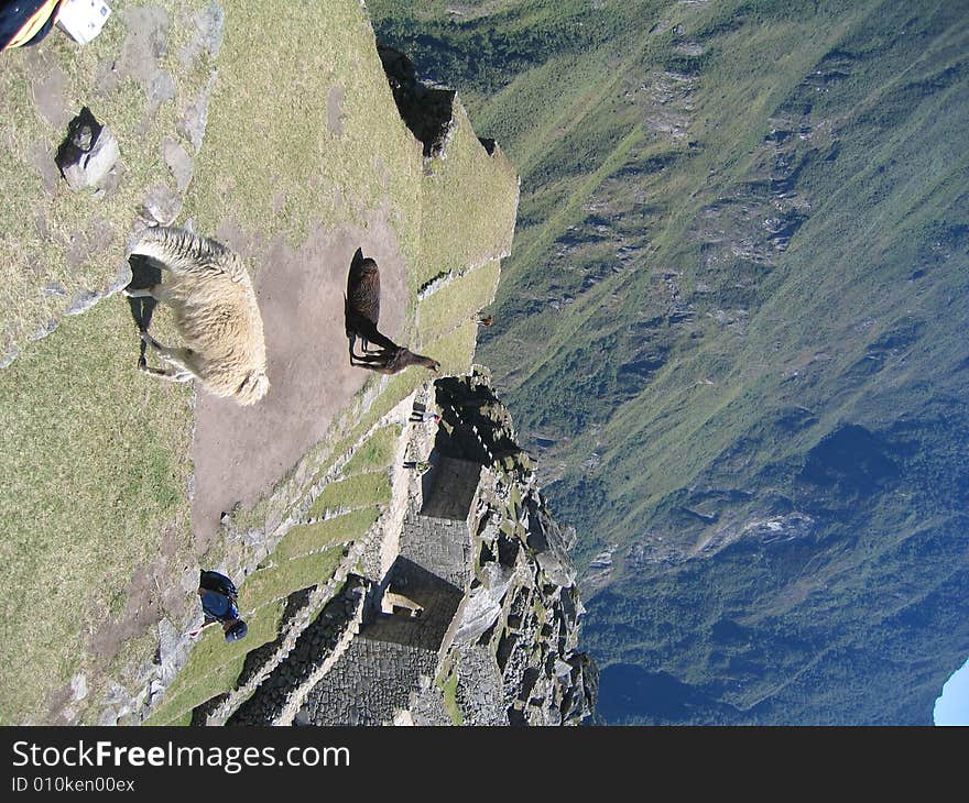 Alpacas Grazing at Machu Picchu. Alpacas Grazing at Machu Picchu