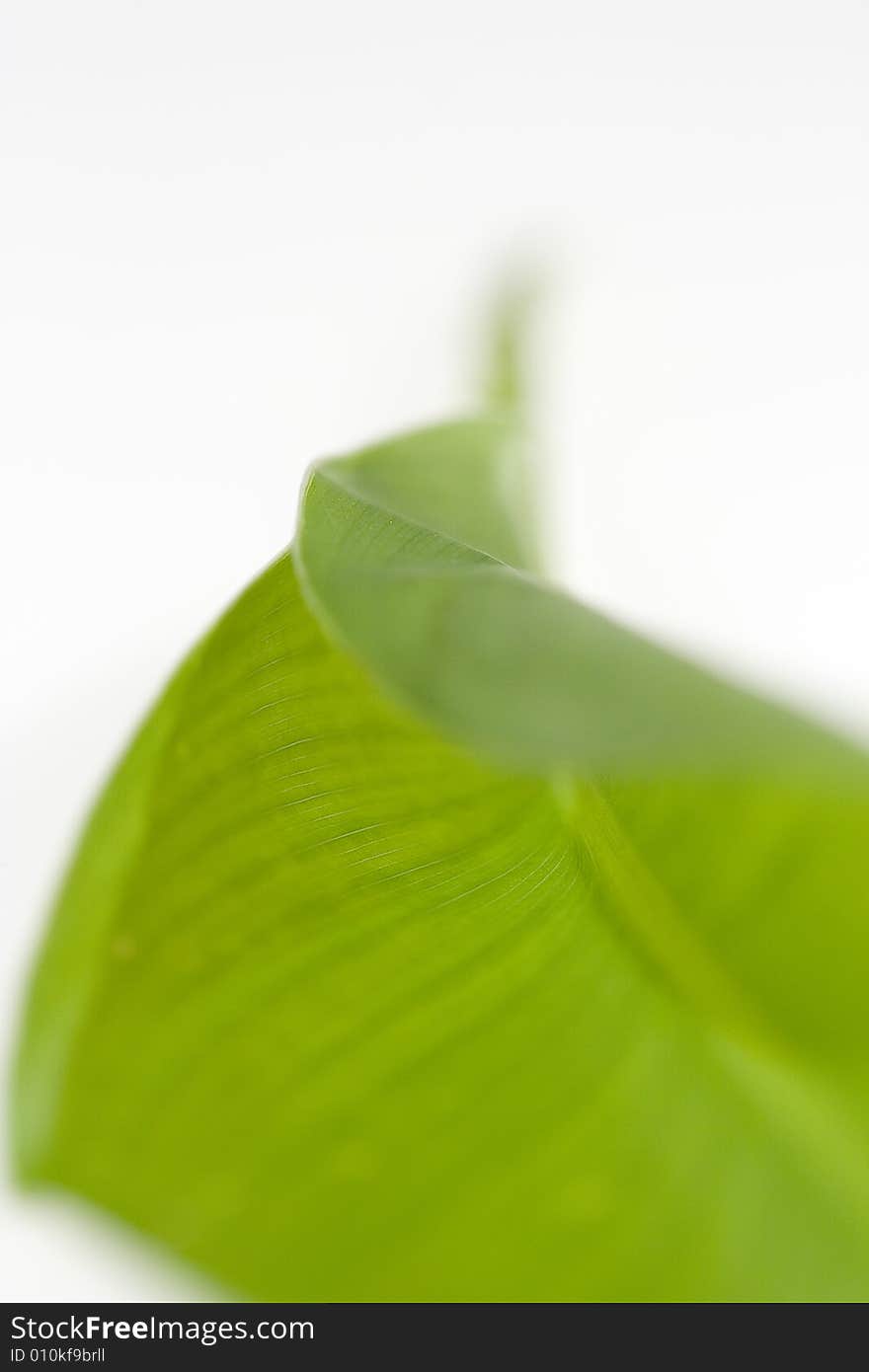 A green leaf on a white background