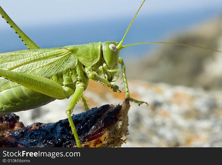 Green Locust Eating Meat