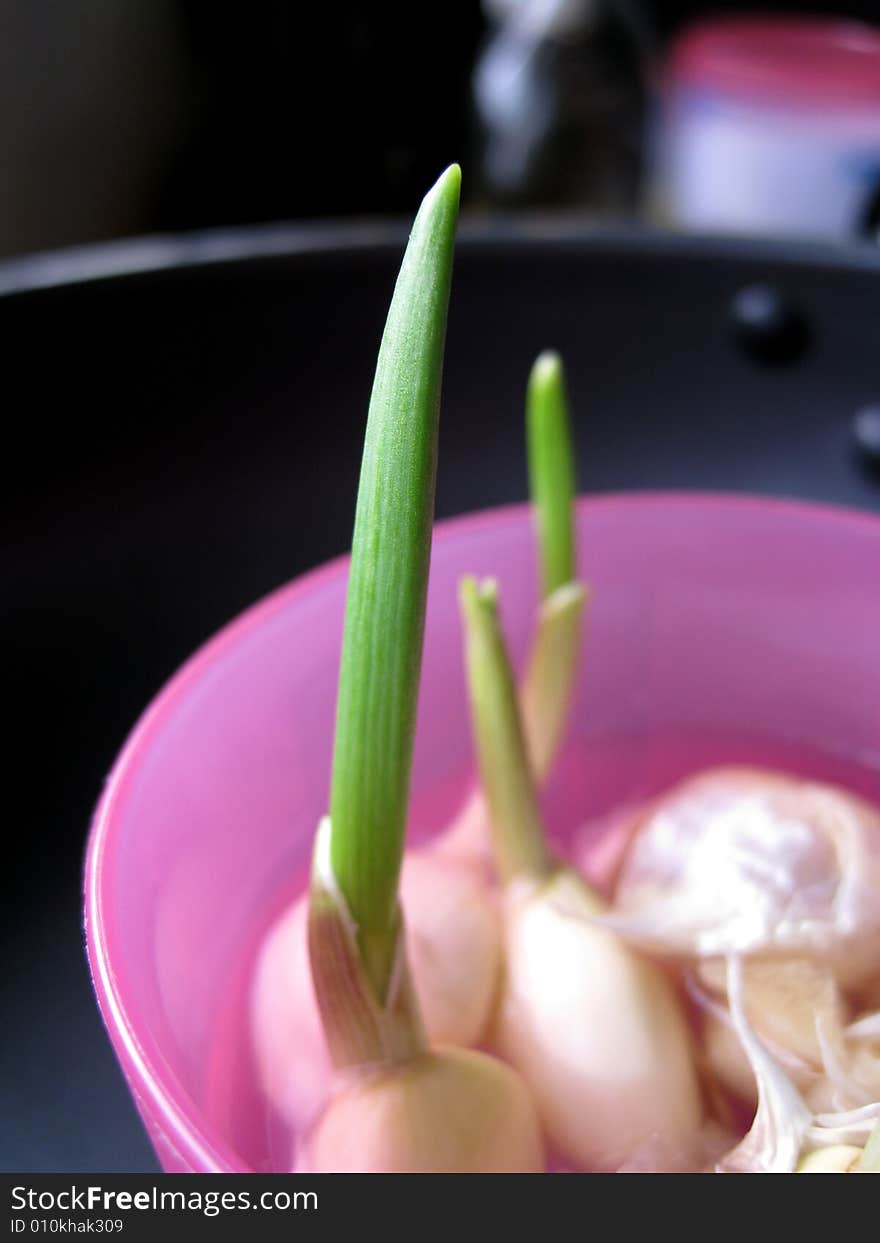 A cup of garlic sprout. A cup of garlic sprout