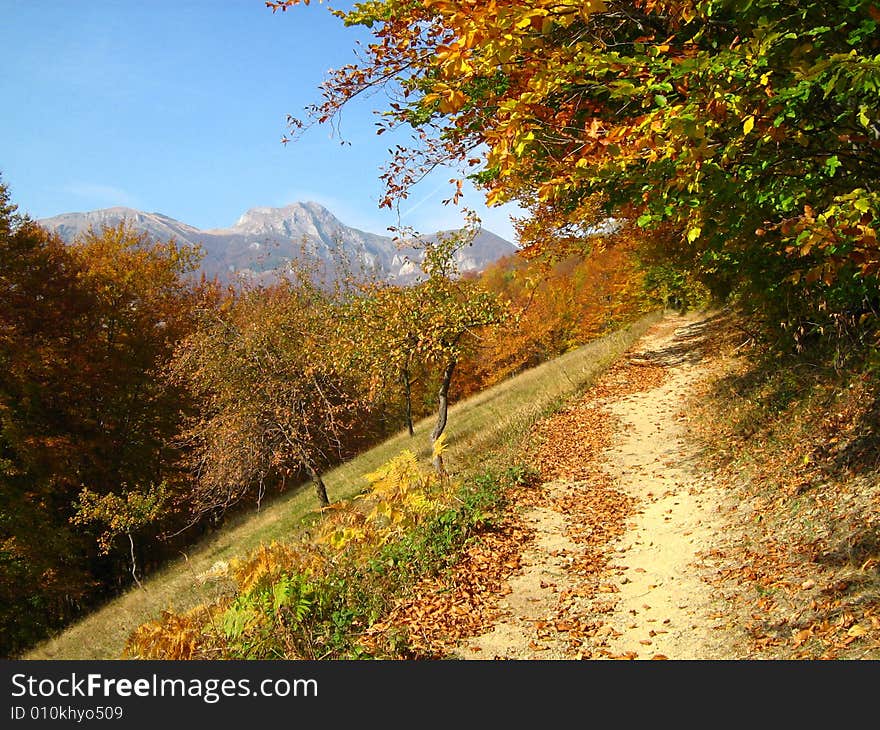 Autumn road