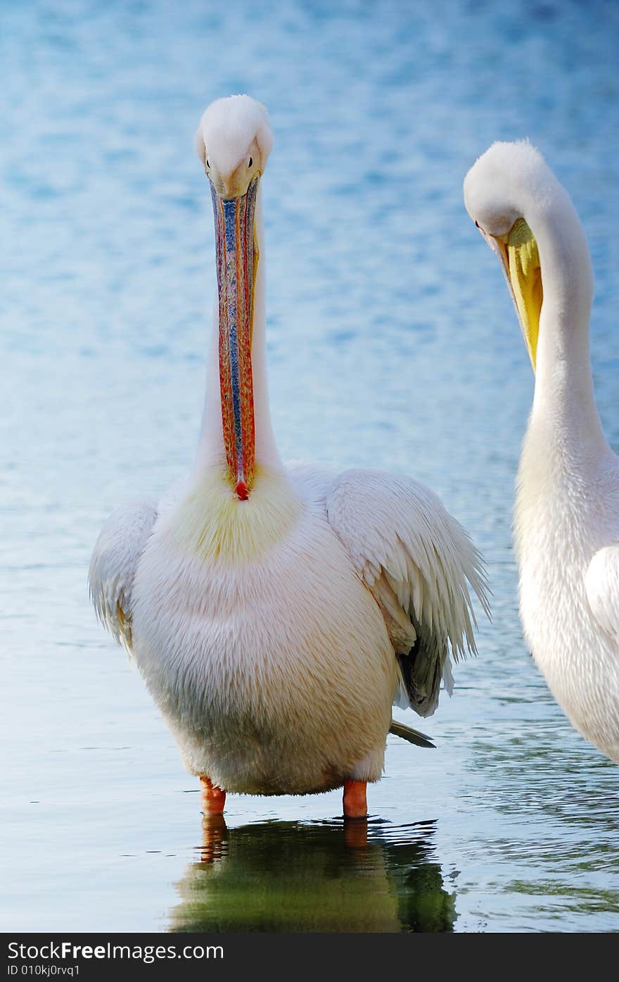 Beautiful pelicans cleaning their feather .