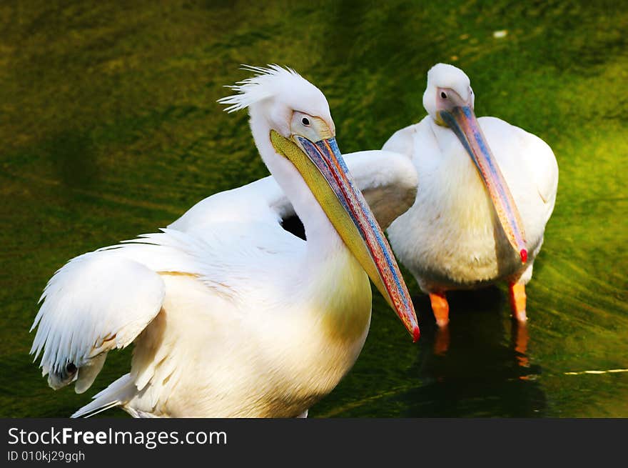 Two beautiful pelicans cleaning body in the pond. Two beautiful pelicans cleaning body in the pond.