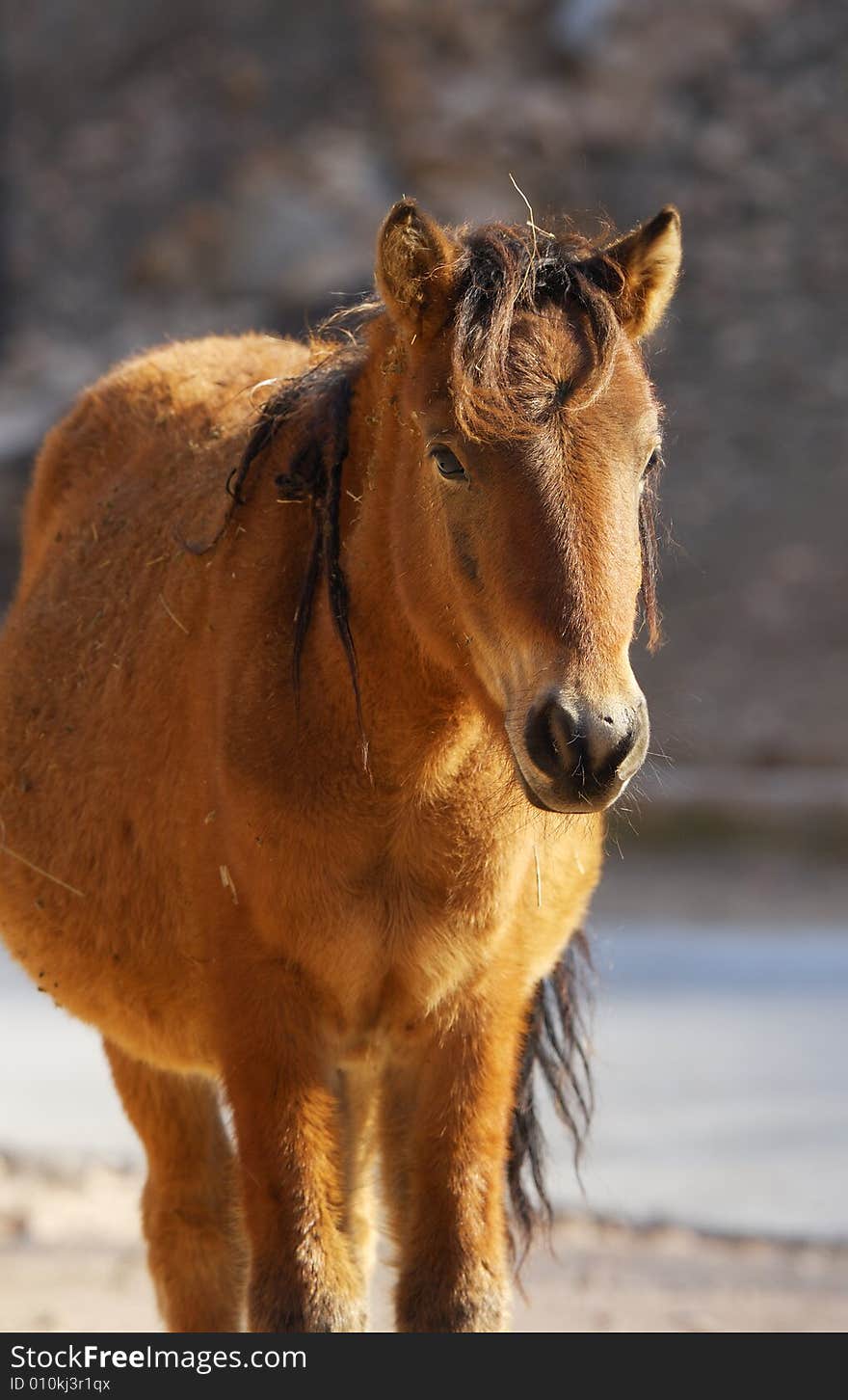 Portrait of a brown horse in the mountain valley