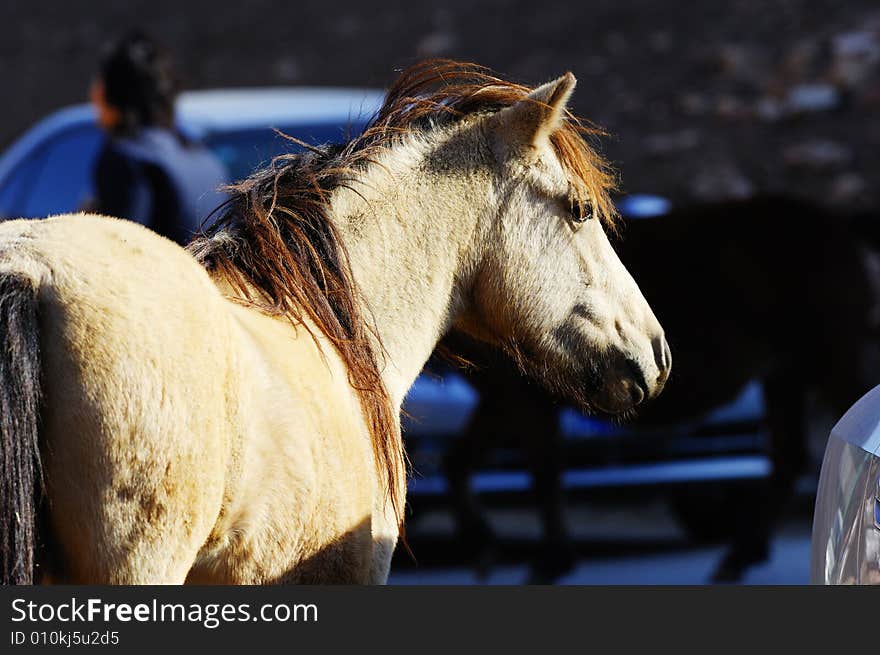 Portrait of a horse in the road