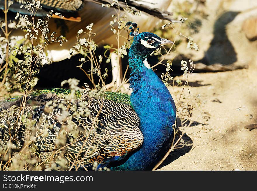 Peafowl