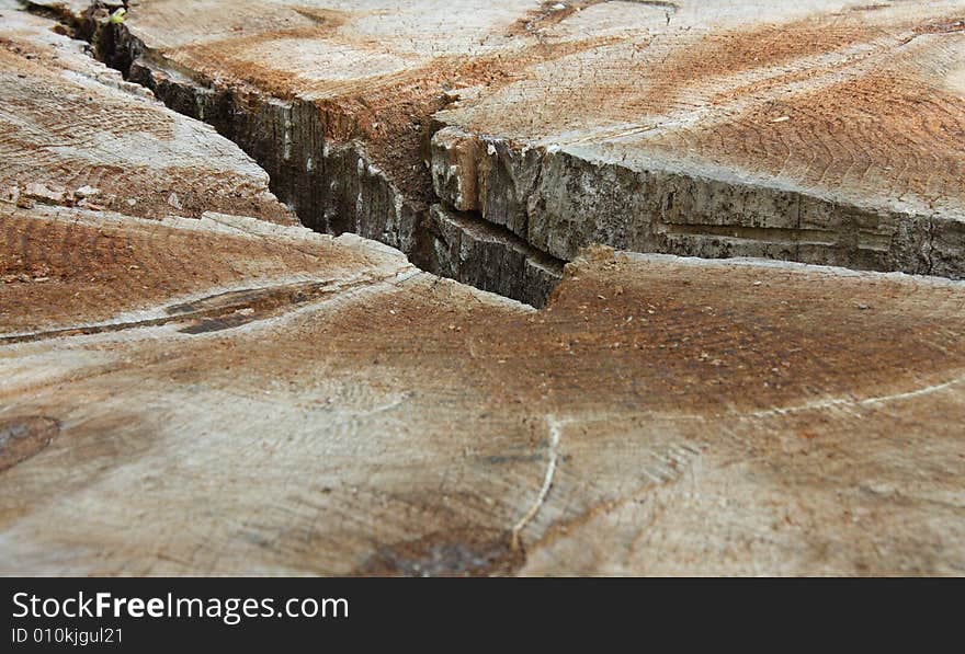 A deep crevice in a large wooden trunk. A deep crevice in a large wooden trunk