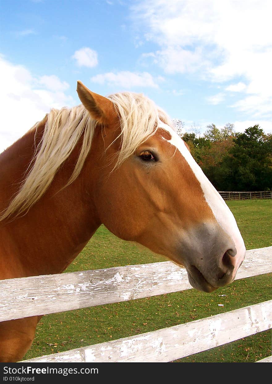 A wonderful good natured horse looking for a treat.
He is very happy to see all who come near him. A wonderful good natured horse looking for a treat.
He is very happy to see all who come near him.