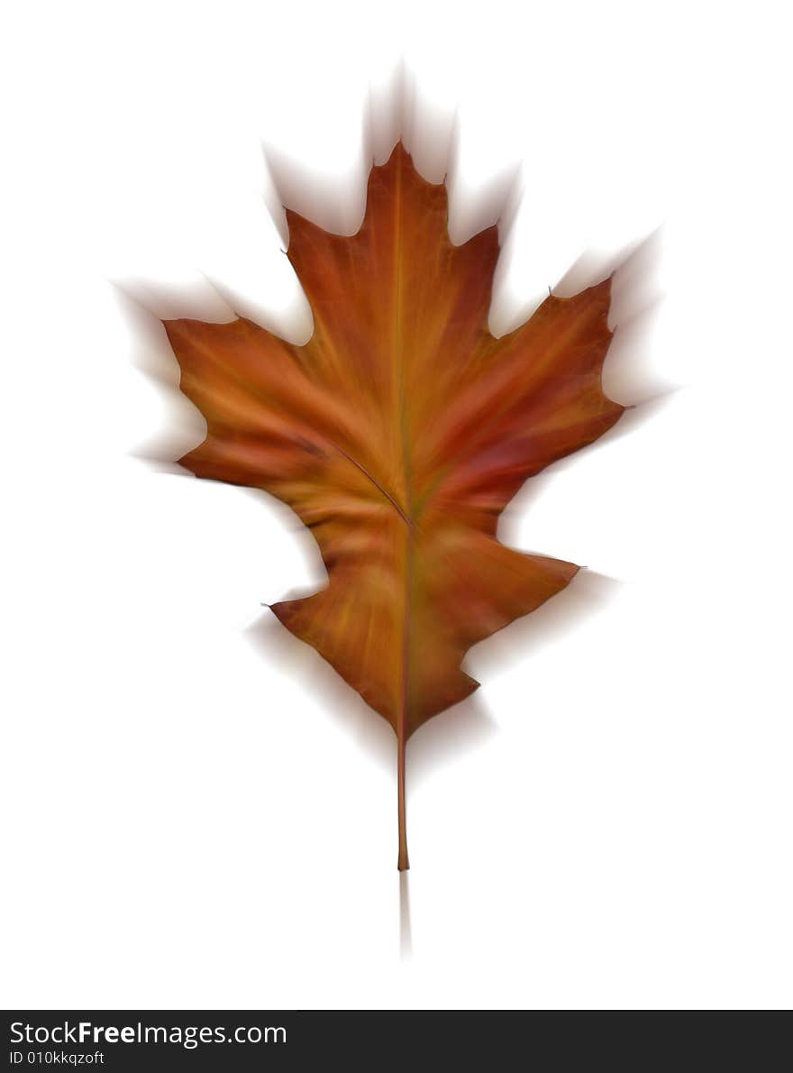 A large maple leaf composed of autumn colors and a sense of motion. A large maple leaf composed of autumn colors and a sense of motion