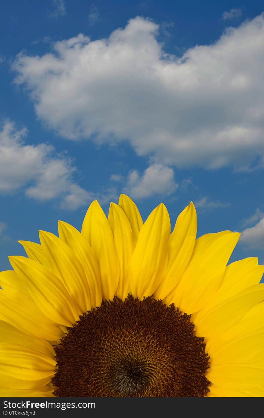 A Sunflower with blue sky in the background. A Sunflower with blue sky in the background