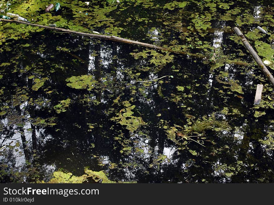 Water pollution in the forest