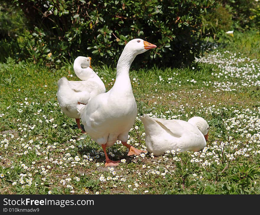 Norwegian White Geese