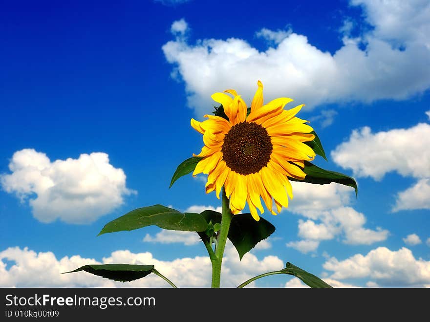 Alone sunflower over cloudy blue sky