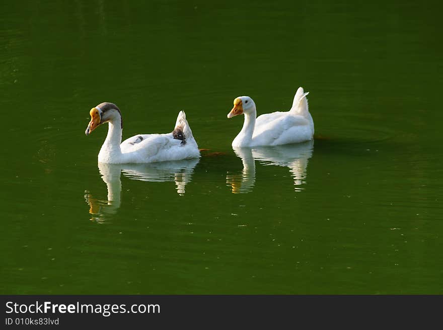 Two big geese floating on water