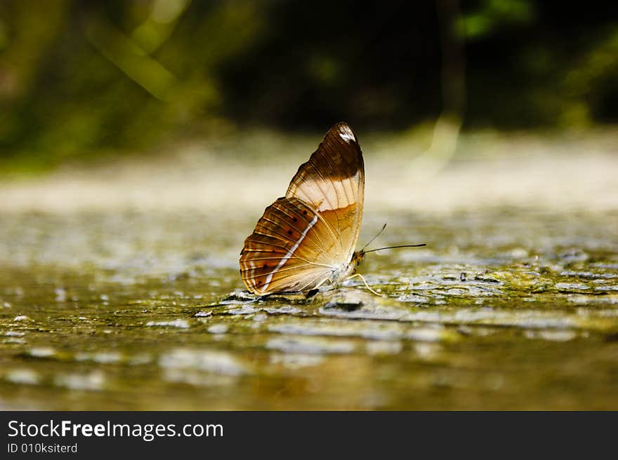 A butterfly is an insect of the order Lepidoptera. Like all Lepidoptera, butterflies are notable for their unusual life cycle with a larval caterpillar stage, an inactive pupal stage, and a spectacular metamorphosis into a familiar and colourful winged adult form. A butterfly is an insect of the order Lepidoptera. Like all Lepidoptera, butterflies are notable for their unusual life cycle with a larval caterpillar stage, an inactive pupal stage, and a spectacular metamorphosis into a familiar and colourful winged adult form.