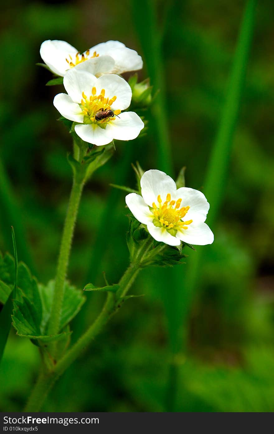 Strawberry bloom in forest or meadow