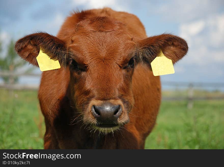 Baby cow looking into camera