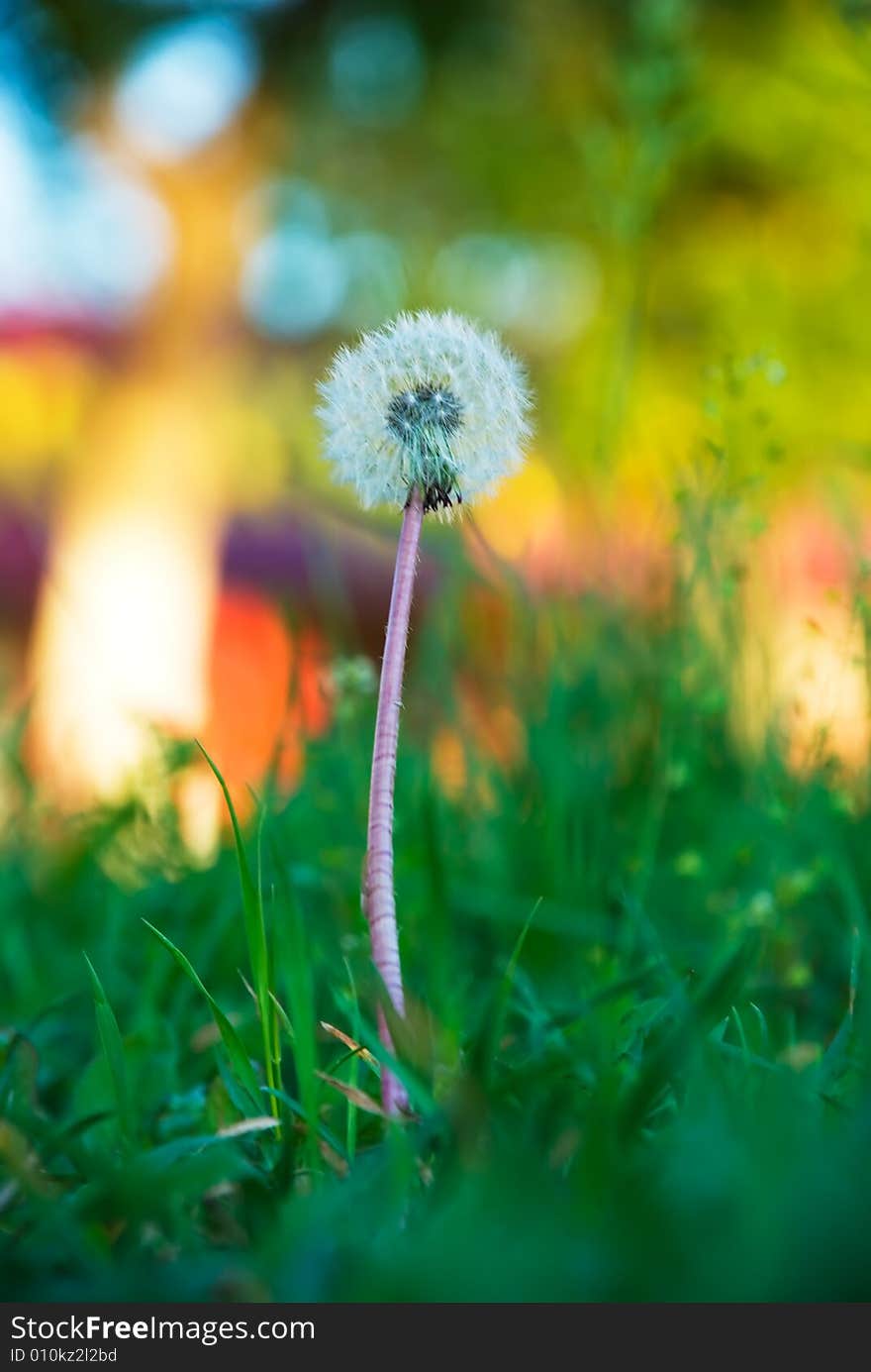 Dandelion closeup