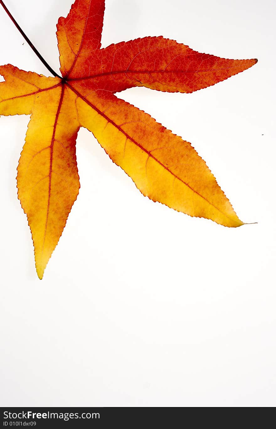 Autumnal leaf on a white background