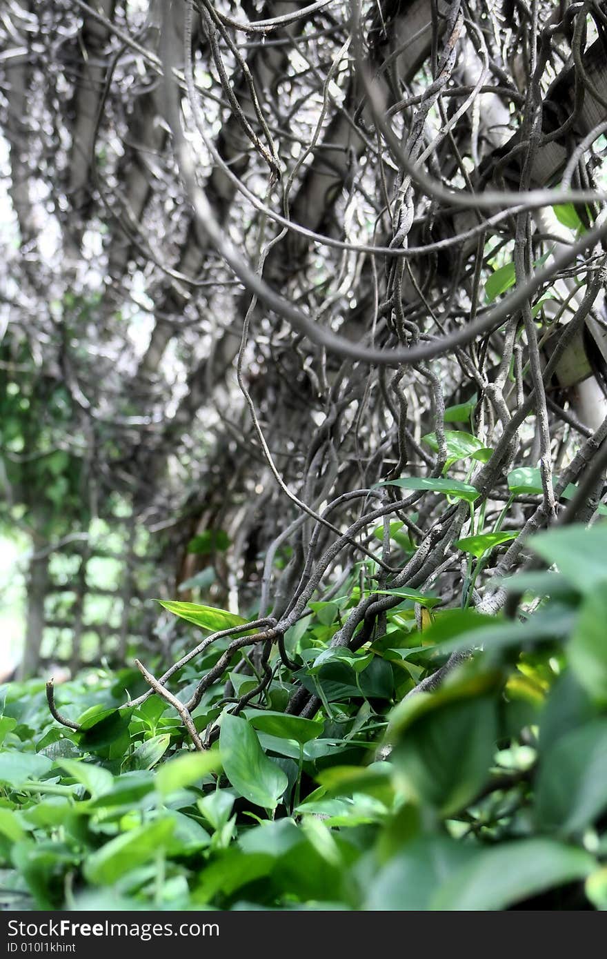 Photo of some plants and vines growing along the arched walkway. Photo of some plants and vines growing along the arched walkway