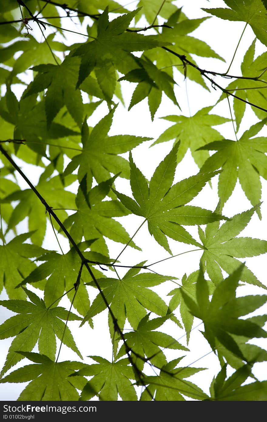 Leaves isolated on a neutral background