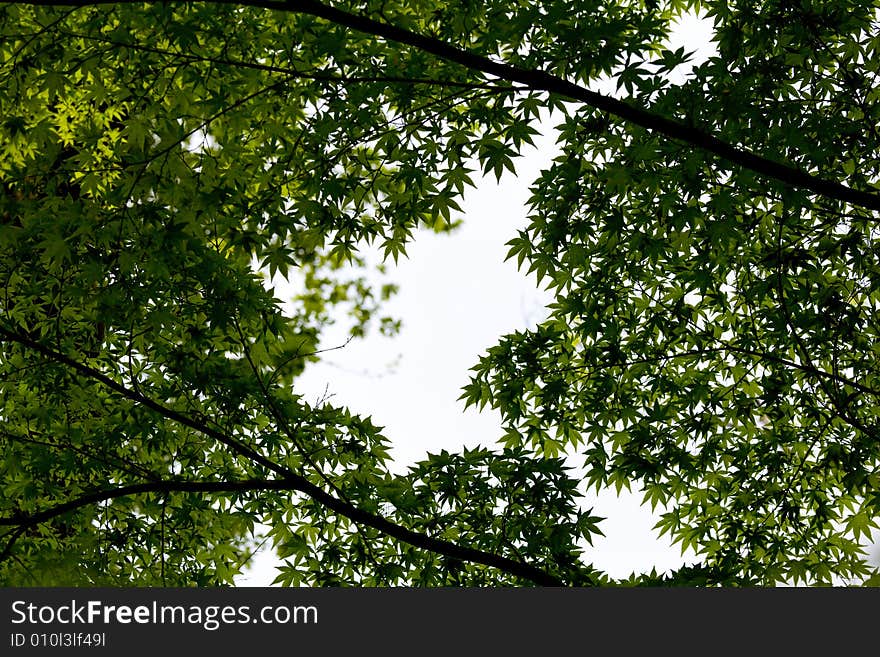 Branches and leaves on a white background