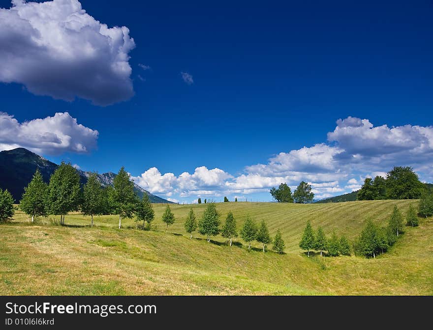 Rural Landscape With A Row Of Birches