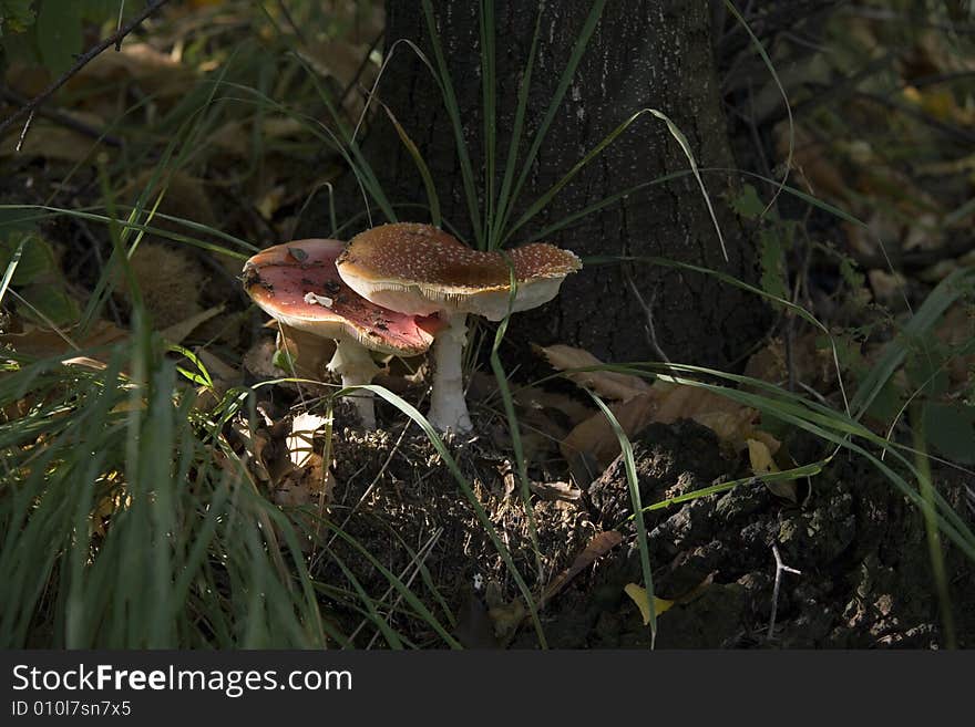 Pair of red patches mushrooms