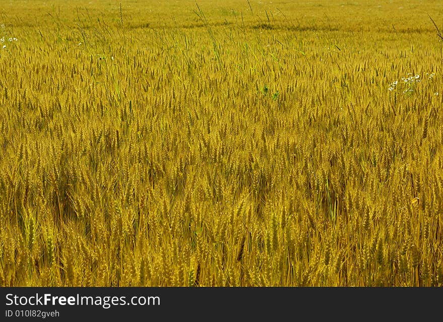 Yellow ears of wheat on the ground. Yellow ears of wheat on the ground