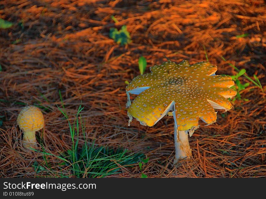 A large toadstool spreads its cap in the late day sun. A younger mushroom grows nearby. A large toadstool spreads its cap in the late day sun. A younger mushroom grows nearby.