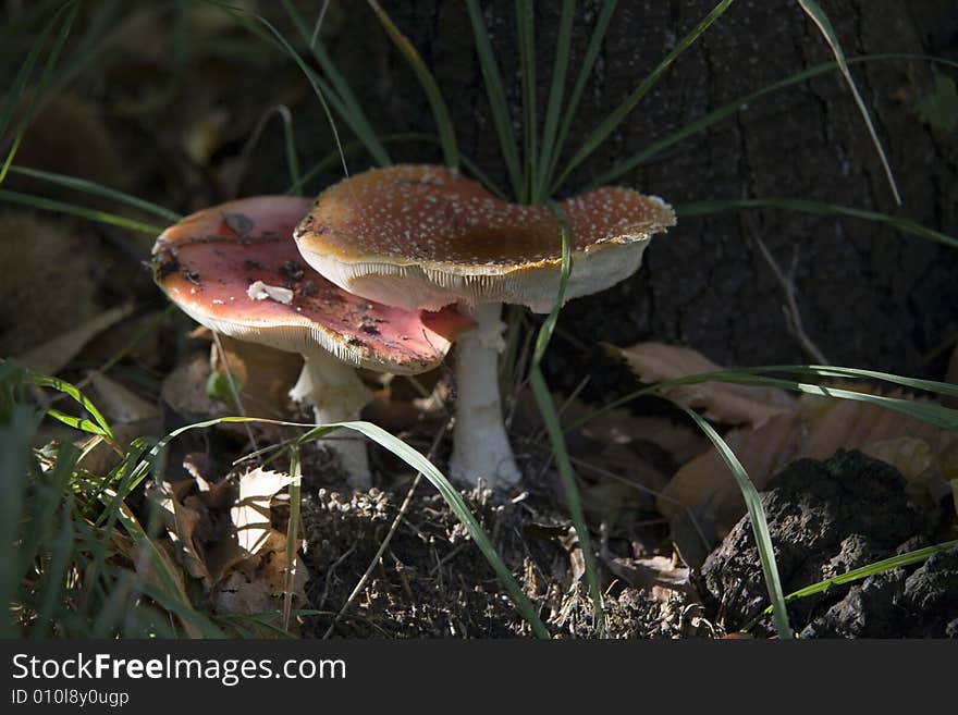 Pair of red patches mushrooms