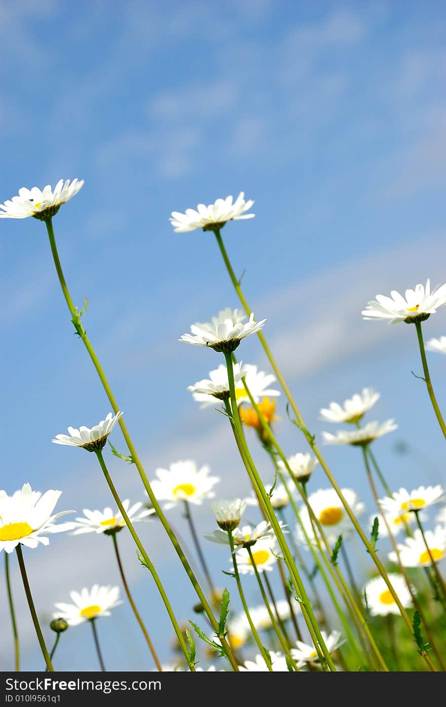 Daisy flowers on sky background - Asteraceae Anthemis ruthenica. Daisy flowers on sky background - Asteraceae Anthemis ruthenica