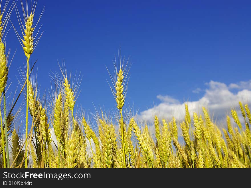 Ears of wheat on a background sky