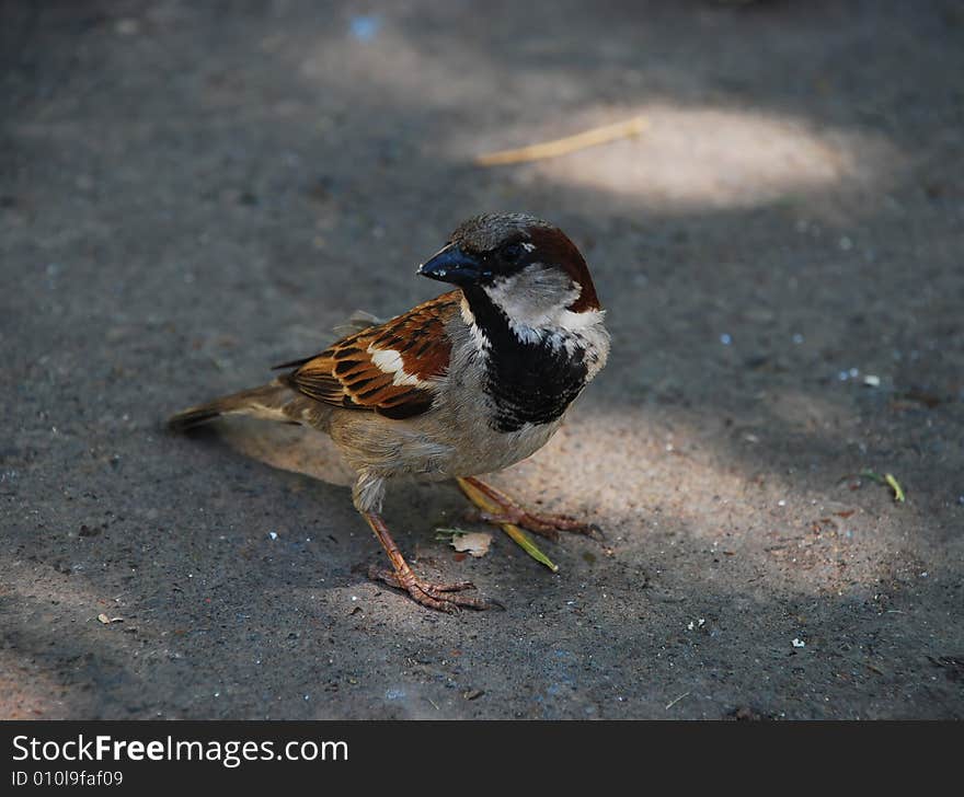 Brown sparrow bird sit on ground looking for food. Brown sparrow bird sit on ground looking for food