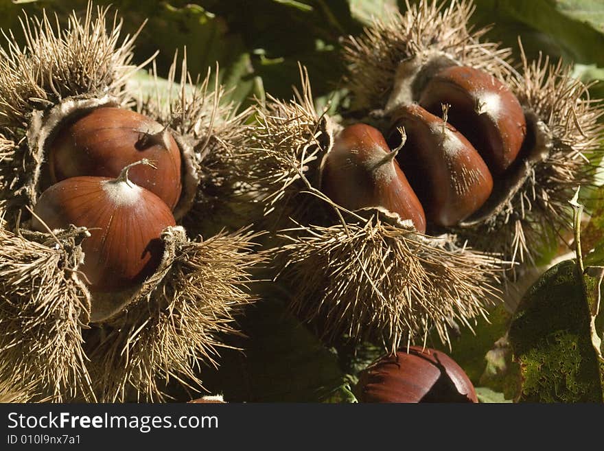 Chestnuts still in their husk with leaves. Chestnuts still in their husk with leaves