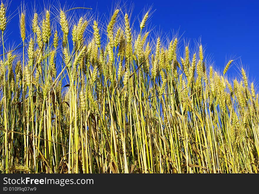 Ears of wheat on a background sky