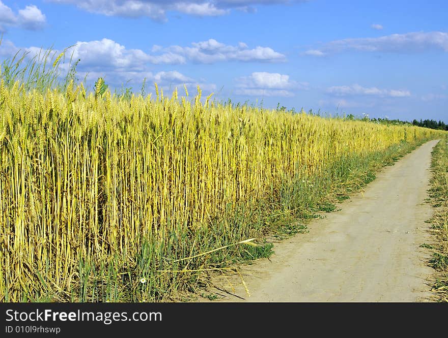 Wheat field