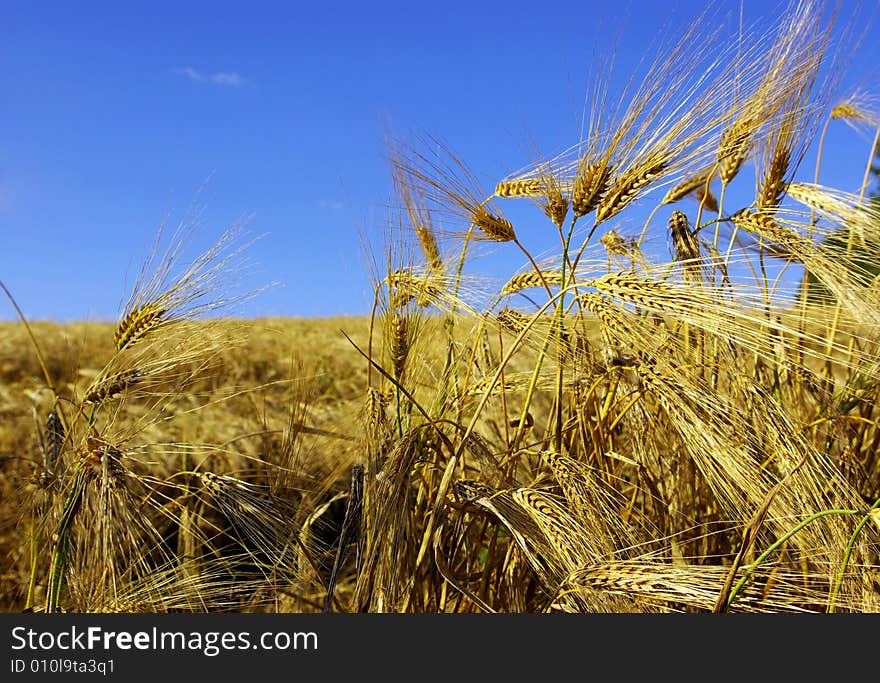 Ears of wheat on a background sky