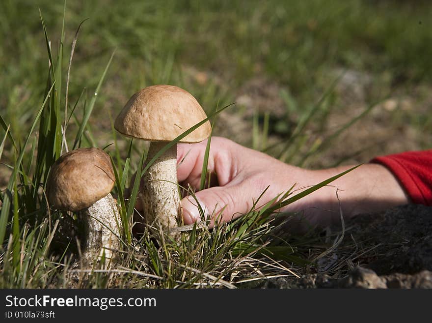 A hand gathering a boletus. A hand gathering a boletus