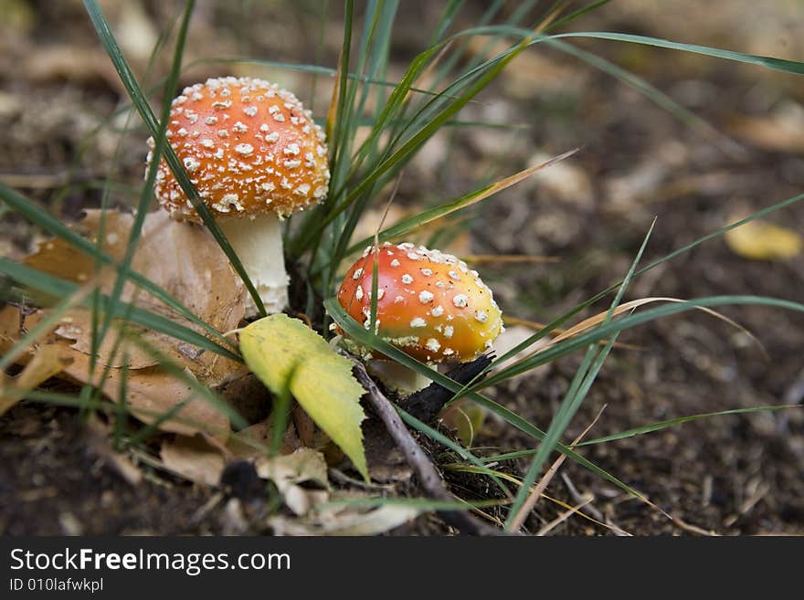 Pair of red patches mushrooms