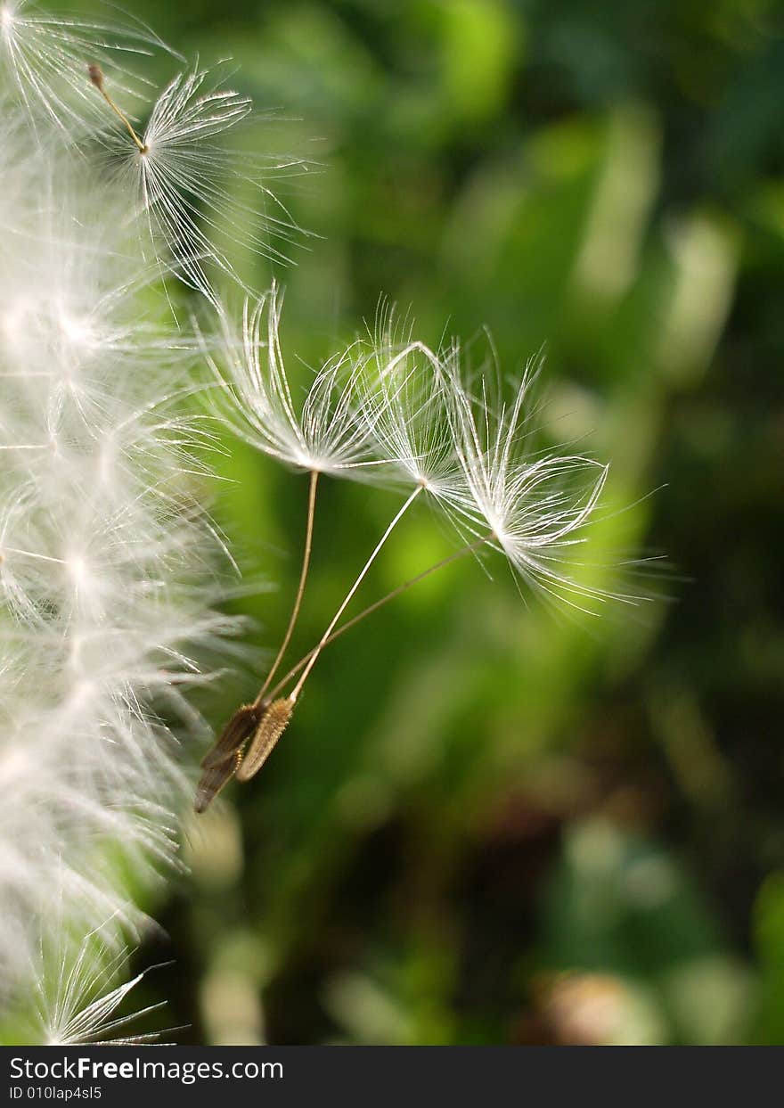 Dandelion seeds