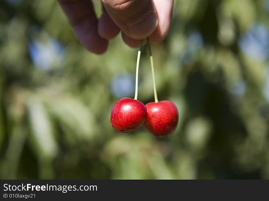 Cherries