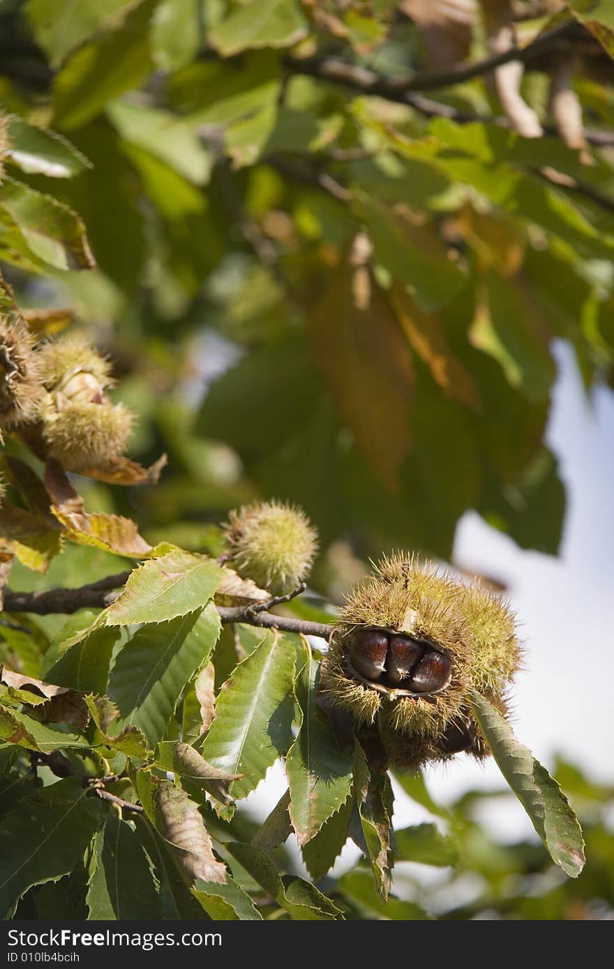 Chestnuts in their husk still on the tree. Chestnuts in their husk still on the tree