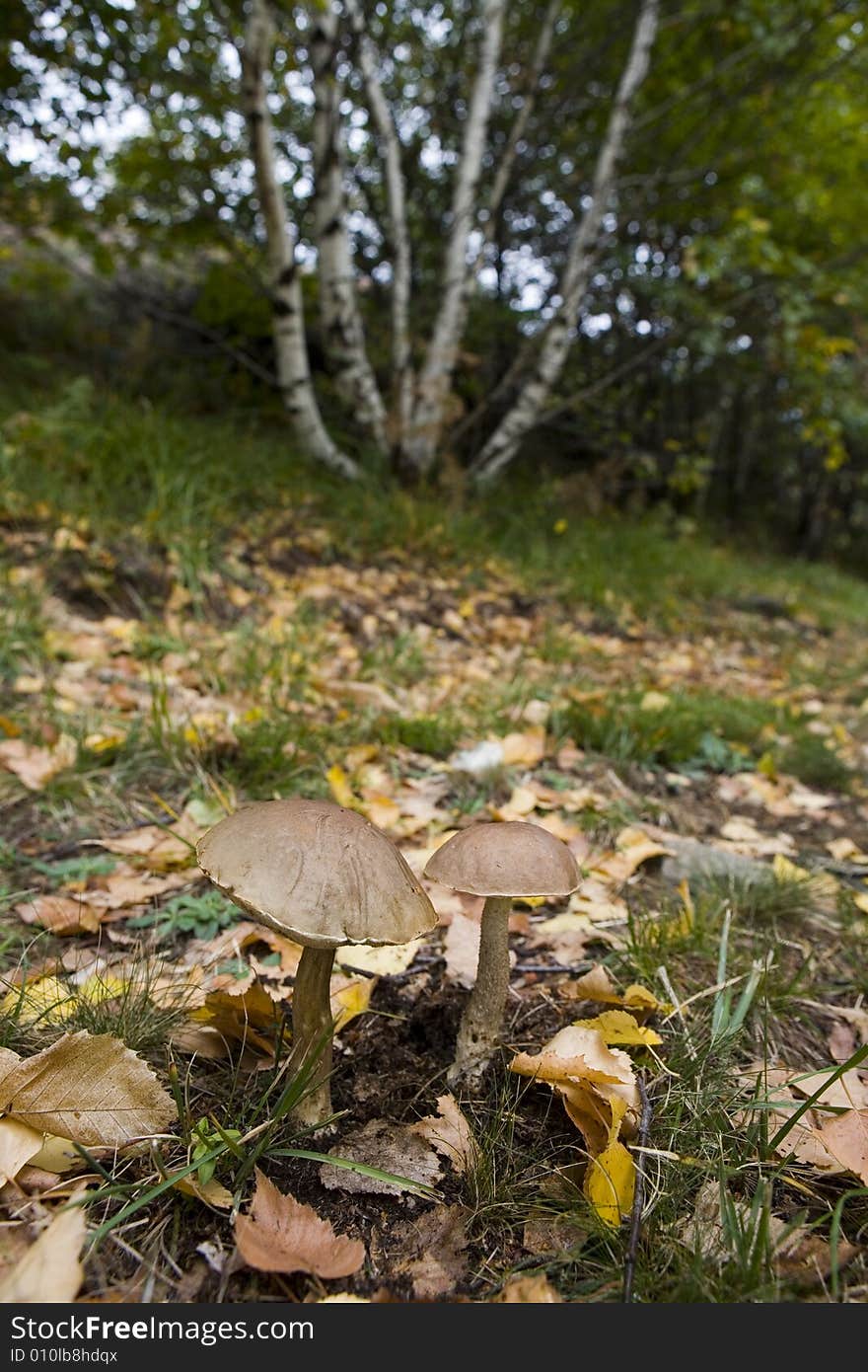 A pair of brown cap mushrooms